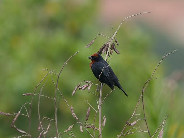 Bruinkaptroepiaal (Chrysomus ruficapillus)